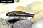 poecilocharax weitzmani poecilocharax weitzmani