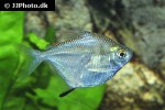 poptella compressa poptella compressa