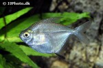 poptella compressa poptella compressa