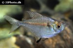 poptella longipinnis poptella longipinnis