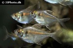 poptella longipinnis poptella longipinnis