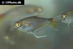 prionobrama cf paraguayensis prionobrama cf paraguayensis