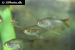 prionobrama cf paraguayensis prionobrama cf paraguayensis