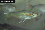 prionobrama cf paraguayensis prionobrama cf paraguayensis