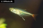 prionobrama filigera prionobrama filigera