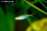 prionobrama filigera prionobrama filigera