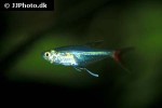 prionobrama filigera prionobrama filigera