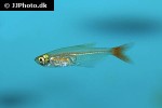 prionobrama filigera prionobrama filigera