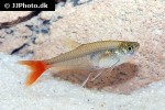 prionobrama filigera prionobrama filigera
