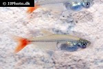 prionobrama filigera prionobrama filigera