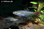 prionobrama filigera prionobrama filigera