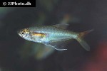 prionobrama species madre dios prionobrama species madre dios