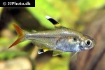 pristella maxillaris pristella maxillaris