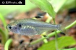pristella maxillaris pristella maxillaris