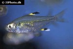 pristella maxillaris pristella maxillaris