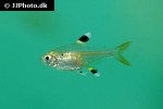 pristella maxillaris pristella maxillaris