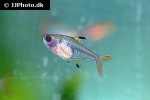 pristella maxillaris redeye pristella maxillaris redeye