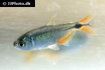 psalidodon anisitsi psalidodon anisitsi