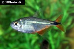 psalidodon anisitsi psalidodon anisitsi