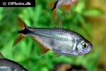psalidodon anisitsi psalidodon anisitsi