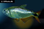 psalidodon anisitsi psalidodon anisitsi