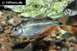 psalidodon anisitsi psalidodon anisitsi