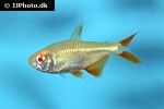 psalidodon anisitsi psalidodon anisitsi