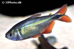 psalidodon anisitsi psalidodon anisitsi