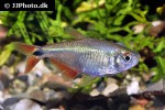 psalidodon anisitsi psalidodon anisitsi