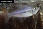 pseudochalceus kyburzi pseudochalceus kyburzi