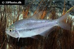 pseudochalceus kyburzi pseudochalceus kyburzi