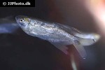 pseudocorynopoma doriae pseudocorynopoma doriae