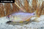 rachoviscus crassiceps rachoviscus crassiceps