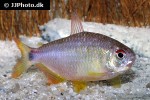 rachoviscus crassiceps rachoviscus crassiceps