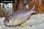 rachoviscus crassiceps rachoviscus crassiceps