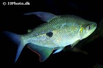 rhoadsia altipinna rhoadsia altipinna