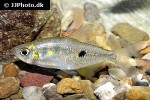 rhoadsia altipinna rhoadsia altipinna
