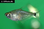 roeboides paranensis roeboides paranensis