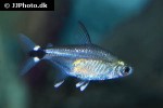 serrapinnus calliurus serrapinnus calliurus