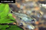 serrapinnus kriegi serrapinnus kriegi