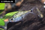 serrapinnus kriegi serrapinnus kriegi