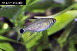serrapinnus microdon serrapinnus microdon