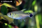 serrapinnus microdon serrapinnus microdon