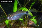 serrapinnus piaba serrapinnus piaba