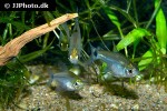 serrapinnus piaba serrapinnus piaba