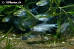 serrapinnus piaba serrapinnus piaba