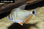 tetragonopterus argenteus tetragonopterus argenteus