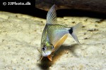 tetragonopterus argenteus tetragonopterus argenteus