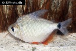 tetragonopterus argenteus tetragonopterus argenteus