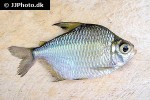 tetragonopterus chalceus tetragonopterus chalceus